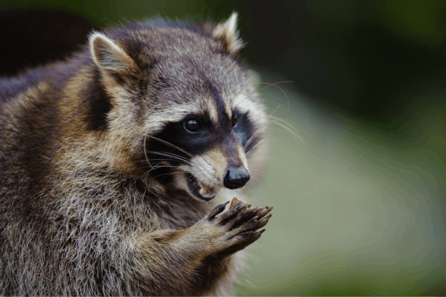 Wildlife Removal