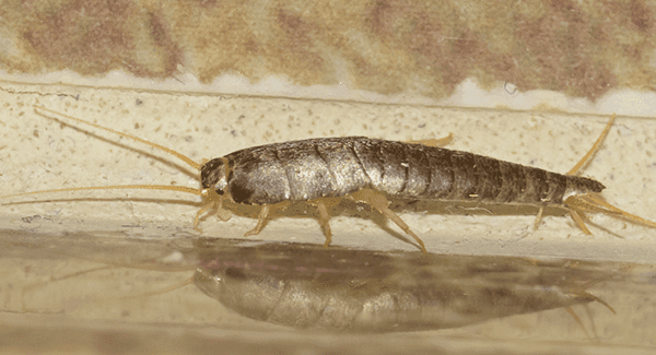 Silberfische Bekämpfen